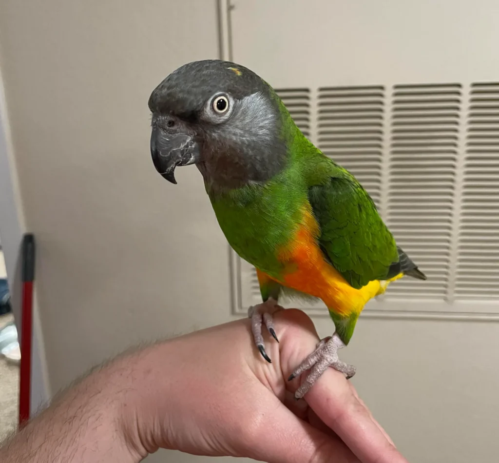 senegal grey parrot for sale at Mo's Birds