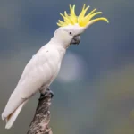 sulphur crested cockatoo for sale at Mo's Birds
