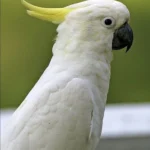 Cockatoo at Mo's Birds