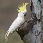 Cockatoo at Mo's Birds