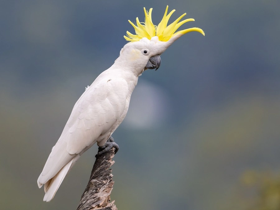 sulphur crested cockatoo for sale at Mo's Birds