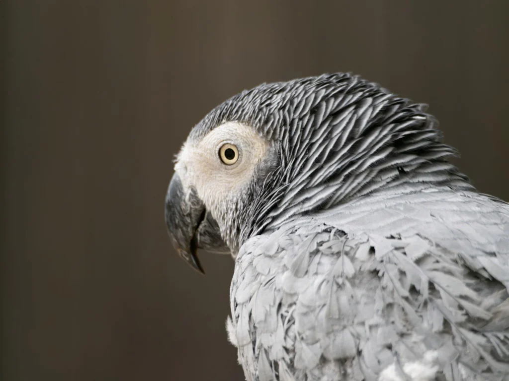 timneh african grey parrot for sale at Mo's Birds