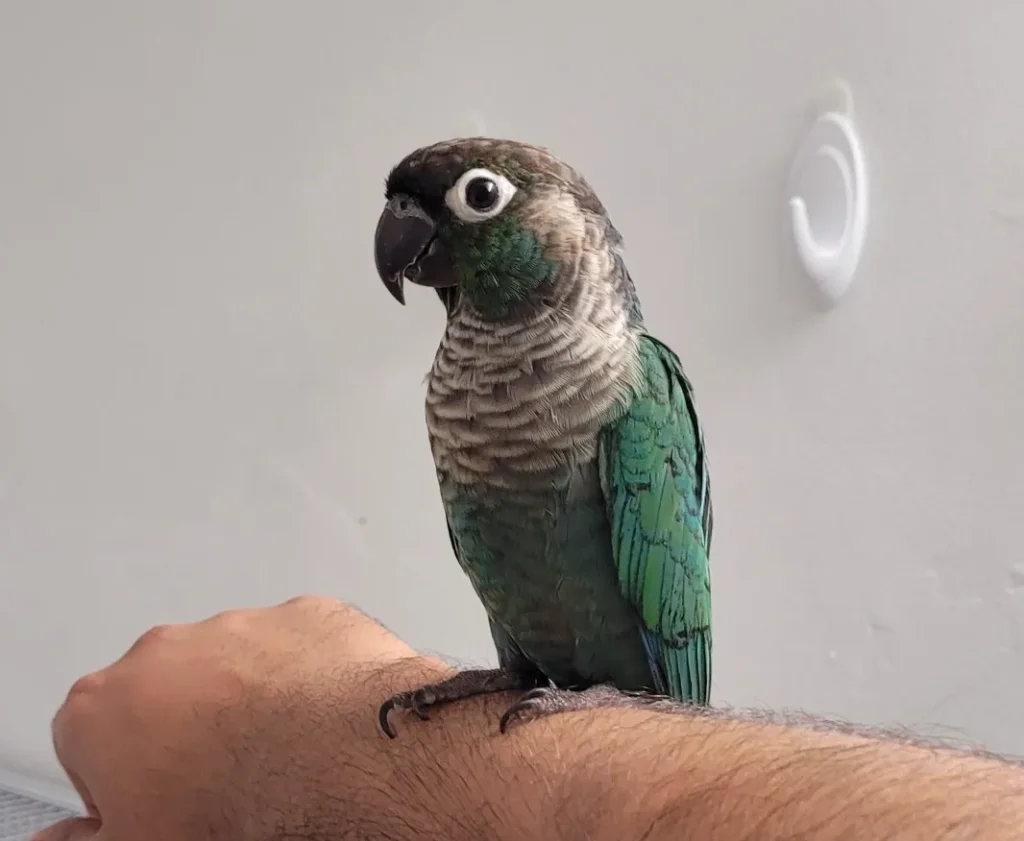 turquoise conure for sale at Mo's Birds