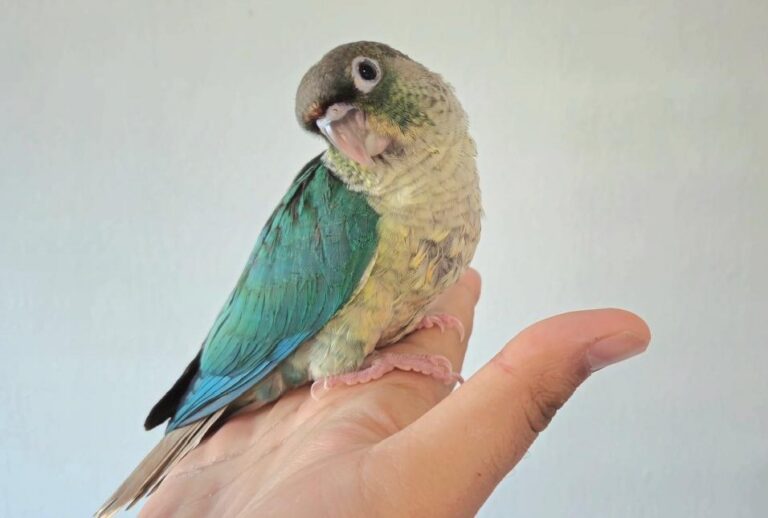 turquoise yellow sided conure for sale at Mo's Birds