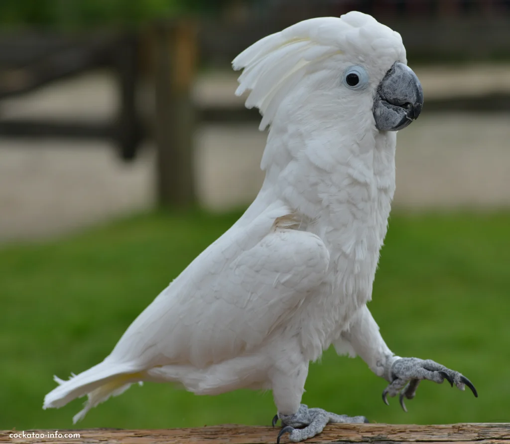 umbrella cockatoo for sale at Mo's Birds