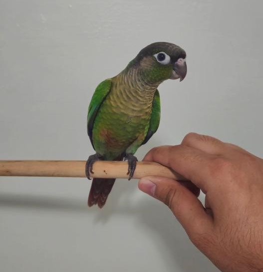green cheek conure for sale at Mo's Birds