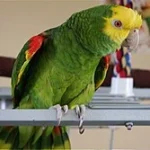 Amazon Parrot at Mo's Birds