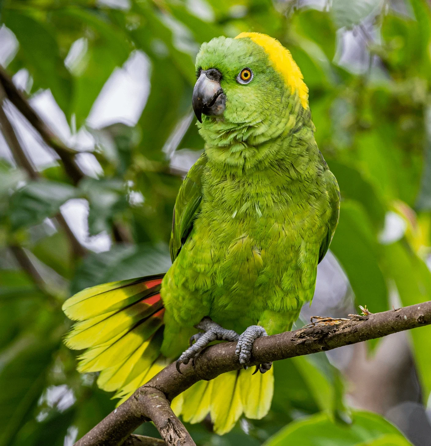 yellow naped amazon parrot for sale at Mo's Birds