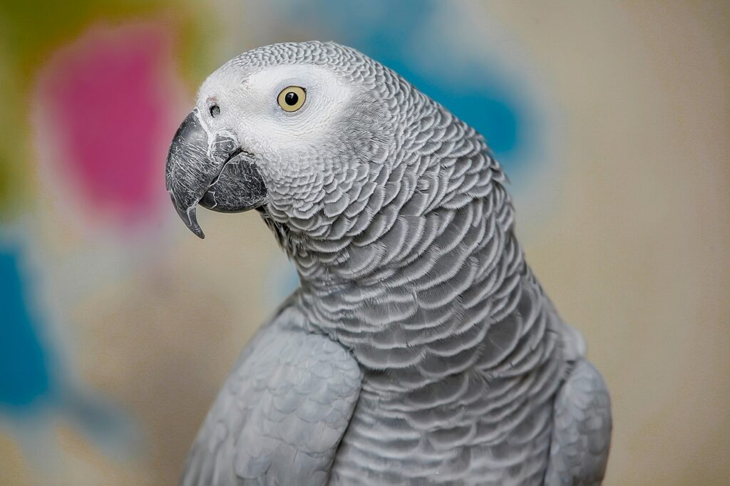 african grey parrot for sale at Mo's Birds California