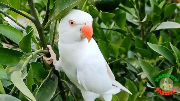 Indian Ringneck Parrot at Mo's Birds