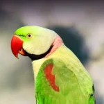 alexandrine parakeet for sale at Mo's Birds