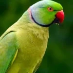 Indian Ringneck Parrot at Mo's Birds