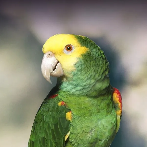 double yellow headed amazon parrot for sale at Mo's Birds