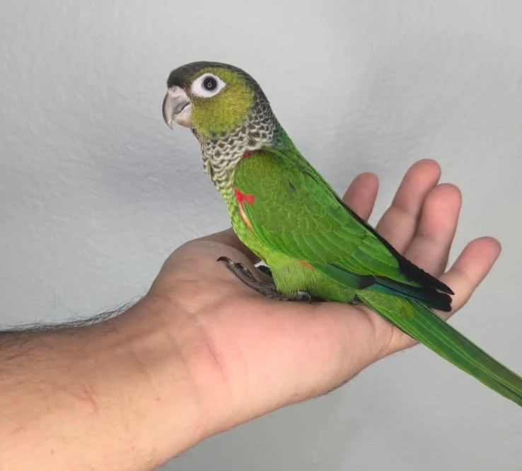 black cap conure for sale at Mo's Birds