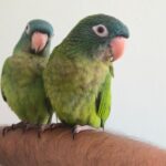 blue crown conure for sale at Mo's Birds