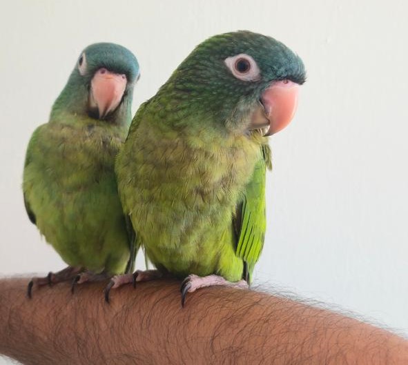 blue crown conure for sale at Mo's Birds