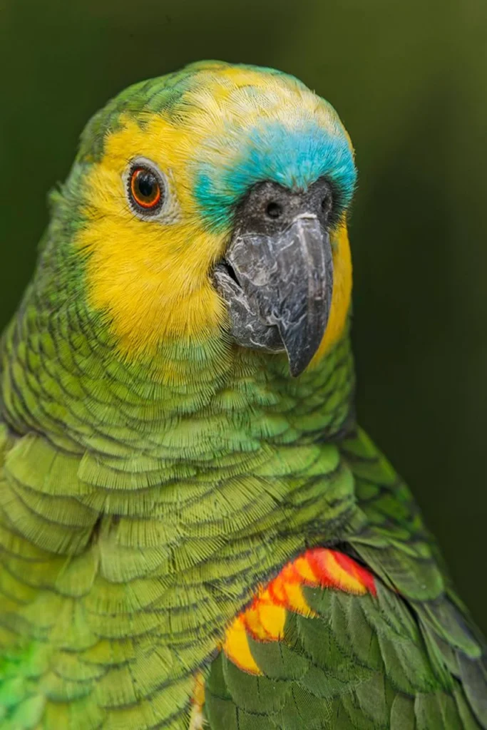 blue fronted amazon parrot for sale at Mo's Birds