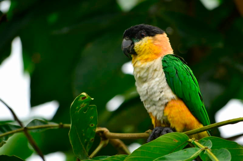 caique parrot for sale at Mo's Birds California