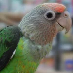 Cape Parrot at Mo's Birds