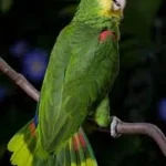 Amazon Parrot at Mo's Birds