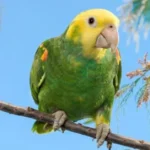Amazon Parrot at Mo's Birds