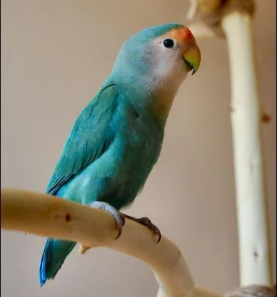 dutch blue lovebird for sale at Mo's Birds