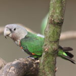 Grey headed4 at Mo's Birds