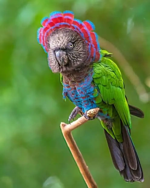 hawk-headed parrot for sale at Mo's Birds
