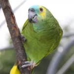 Images 1 — Mo's Birds