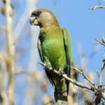 Hand-raised baby parrot at Mo's Birds