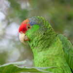 Amazon Parrot at Mo's Birds