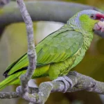 Amazon Parrot at Mo's Birds