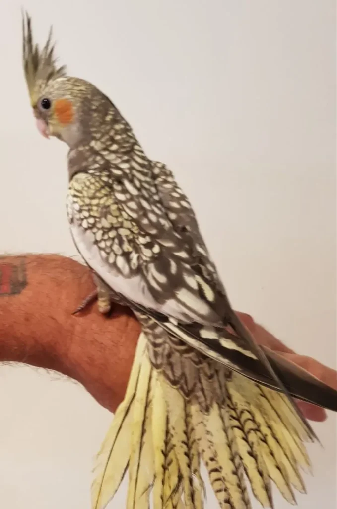 pearl cockatiel for sale at Mo's Birds
