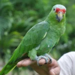 Amazon Parrot at Mo's Birds