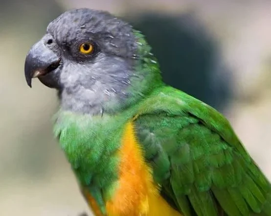 senegal parrot for sale at Mo's Birds