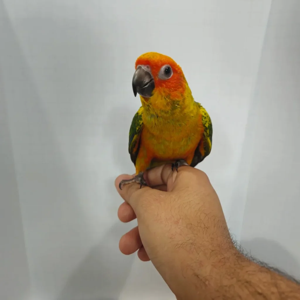 sun conure for sale at Mo's Birds California