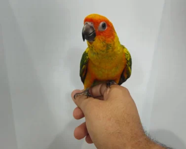 sun conure for sale at Mo's Birds California