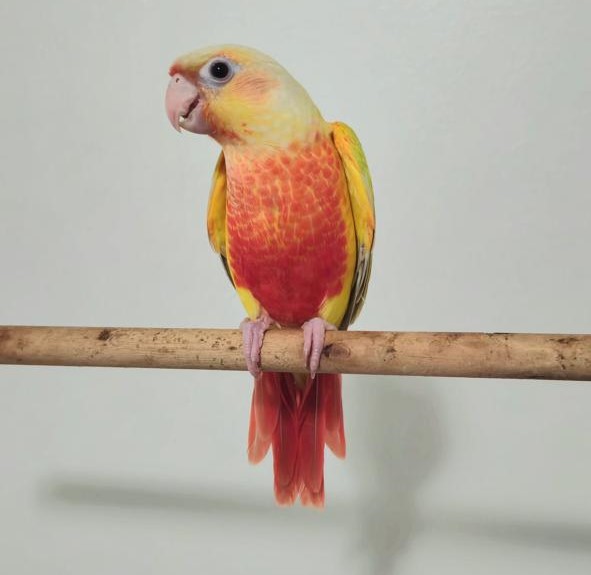 sun cheek conure for sale at Mo's Birds