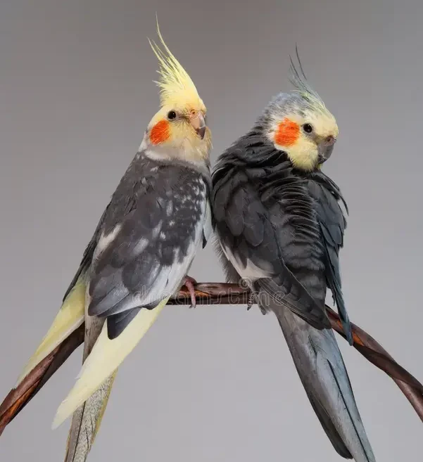 pied cockatiel for sale at Mo's Birds