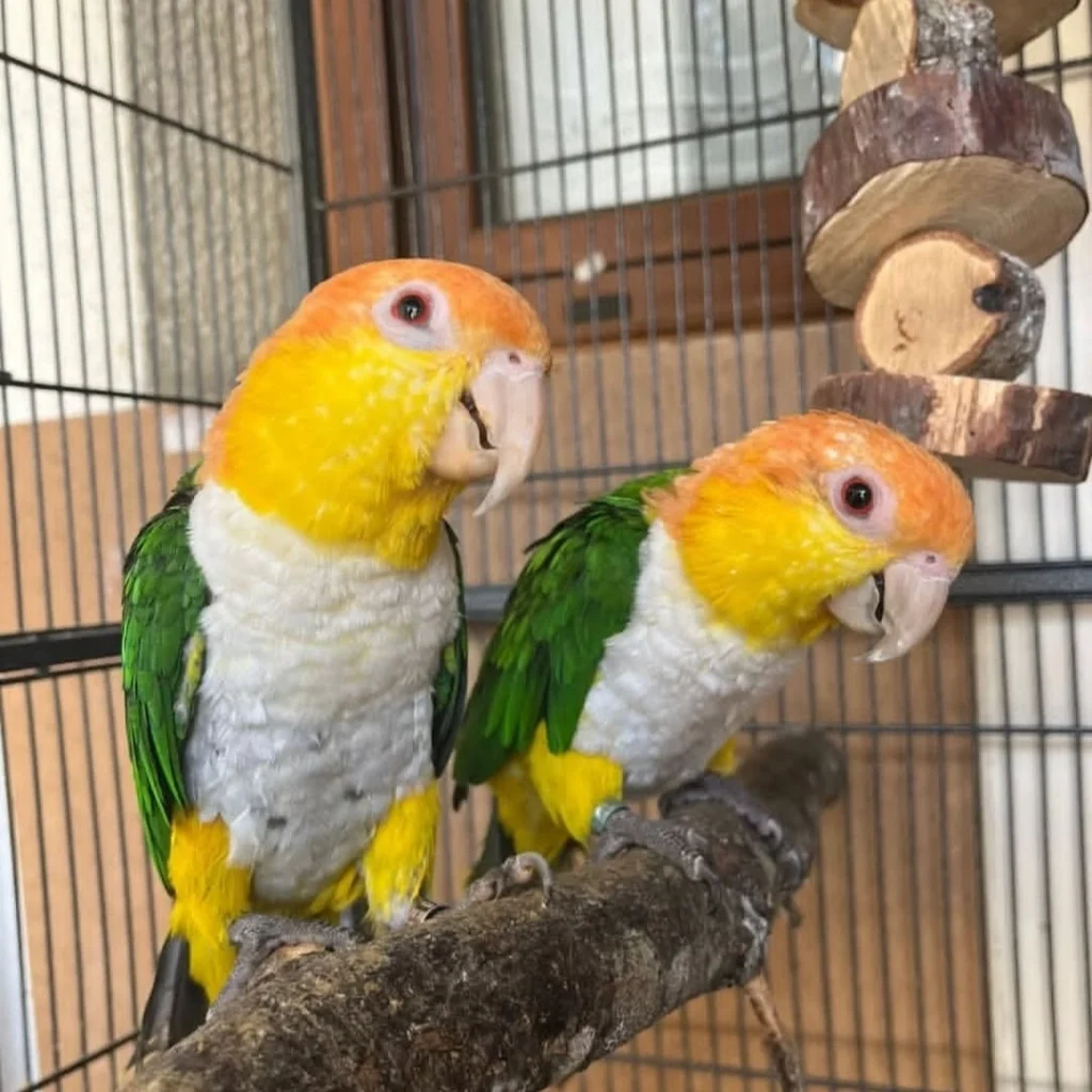 yellow thighed caique for sale at Mo's Birds