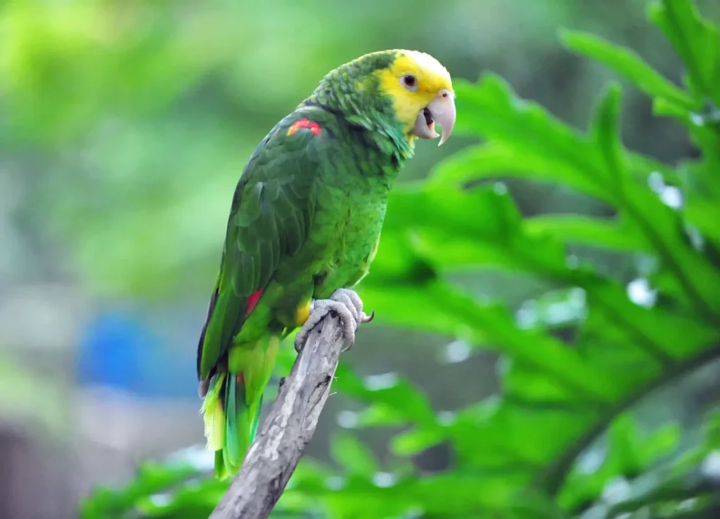 yellow headed amazon parrot for sale at Mo's Birds