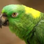 Amazon Parrot at Mo's Birds