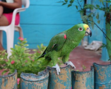 Parrot — DNA sexing guide for buyers
