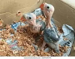 Download (2) — Mo's Birds