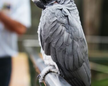 African Grey parrot on perch — parrot pricing guide from Mo's Birds