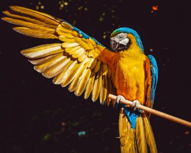Colorful macaw parrot — hand-raised parrot cost guide