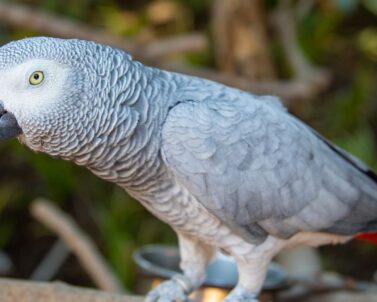 Parrot perched on branch — Military Macaw vs African Grey comparison guide
