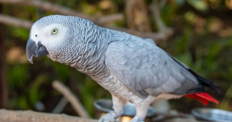 Parrot perched on branch — Military Macaw vs African Grey comparison guide