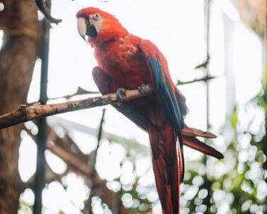 Baby parrot — how to prepare your home