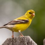 Cockatiel for Sale in California — Hand-Fed Babies from Mo's Birds